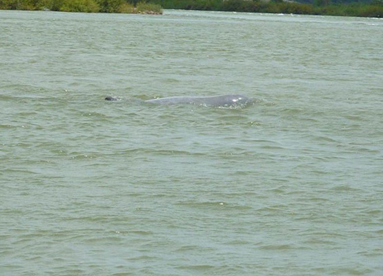 attraction-Irrawaddy Dolphins 4.jpg